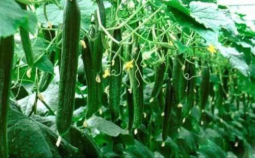 热门大瓜每日必吃,紧跟时事，畅享娱乐盛宴